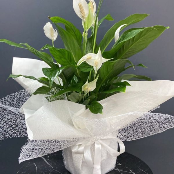 öğretmenler günü 2025.jpg (16)